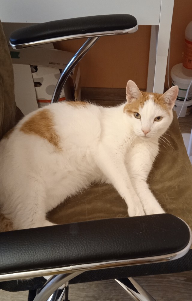 Не только котовторник, а еще и Всемирный день кошек!