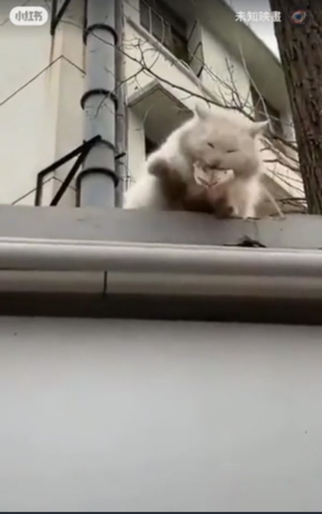 Насколько быстра реакция кошек?