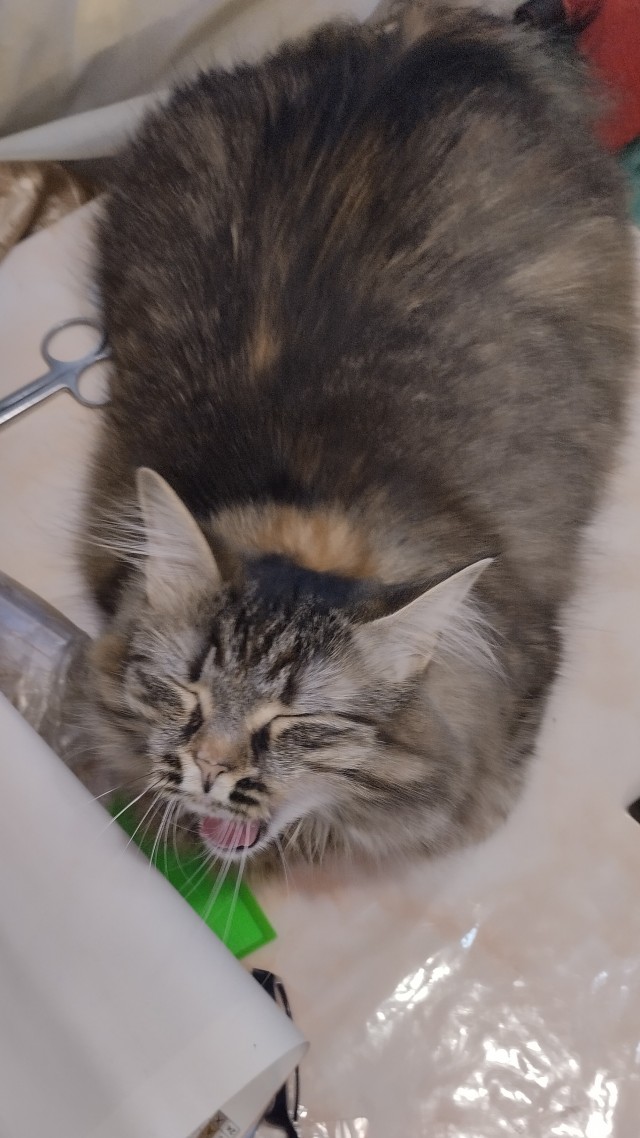 Заводские коты