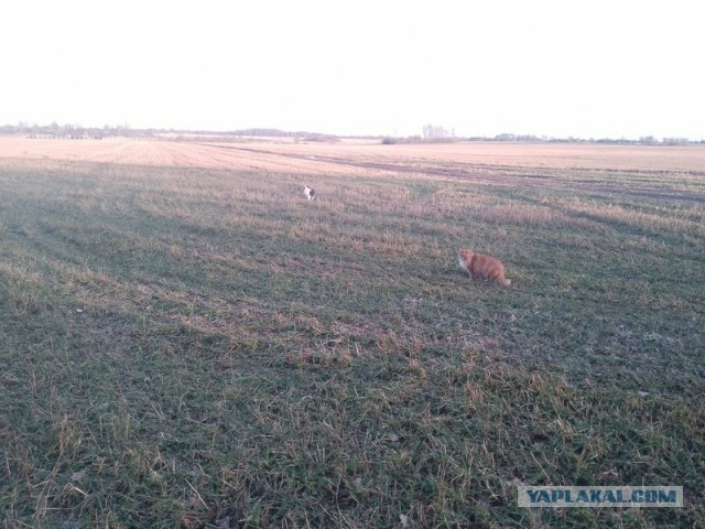 Жизнь домашнего приюта для котеек 483