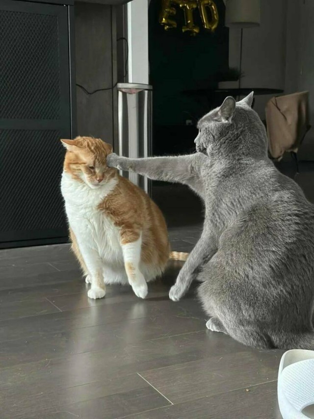 ФотоВинегрет