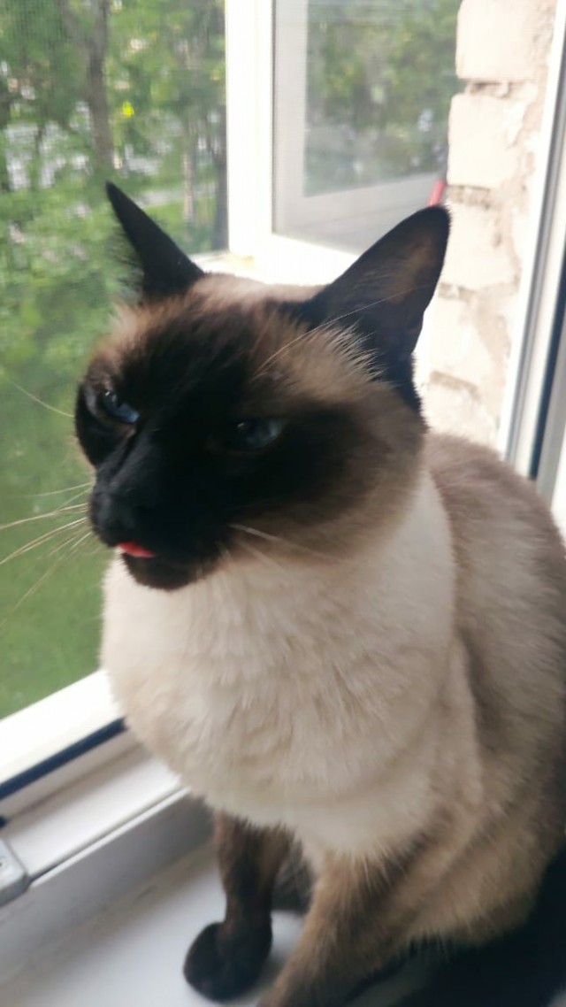 Моя кошка