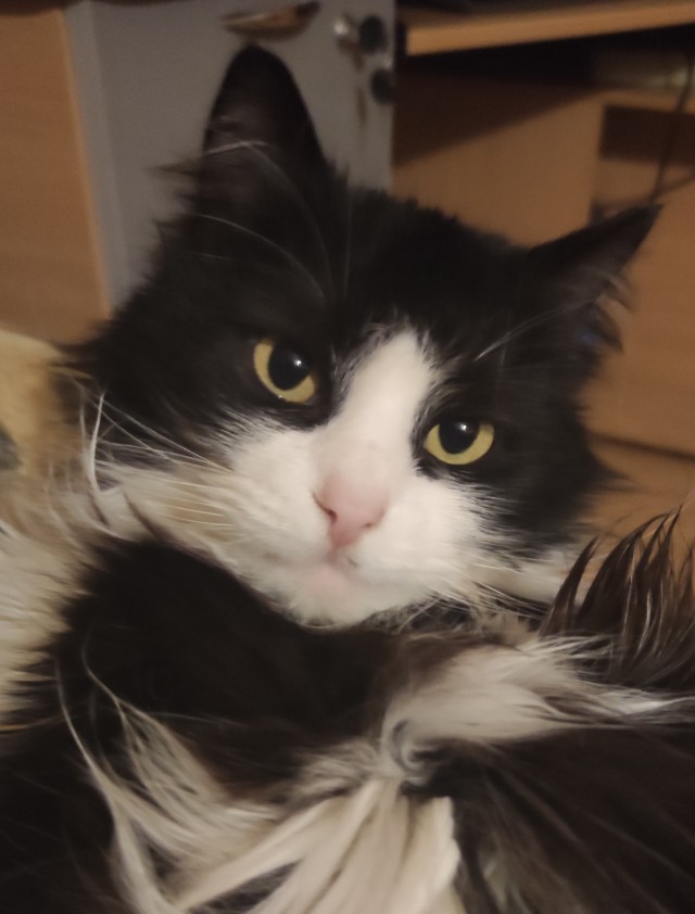 На котовторник