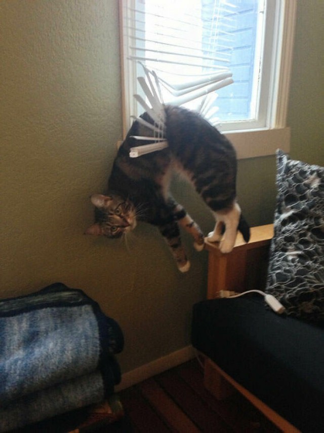 Котовторник в картинках