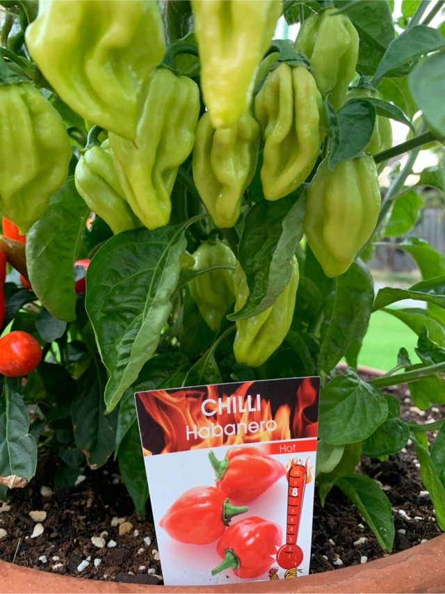 Чиля созревает