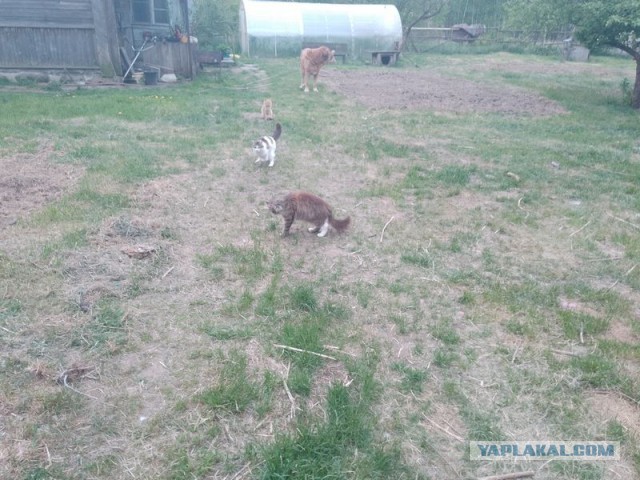 Жизнь домашнего приюта для котеек 543