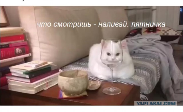 Смешные коты, которые бы победили на конкурсе абсурдных фотографий
