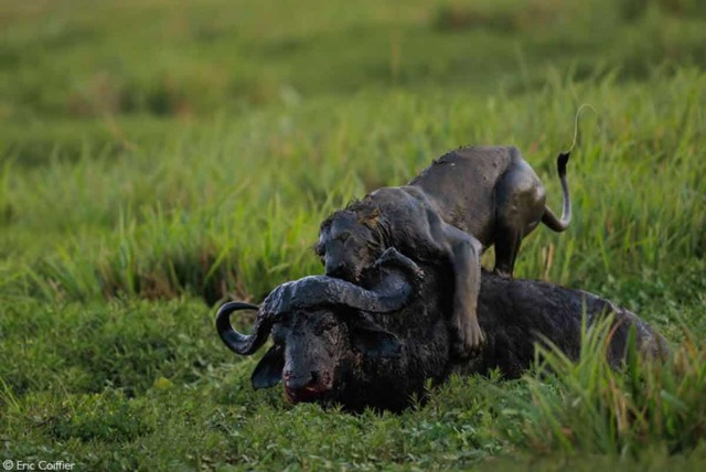 Объявлены победители фотоконкурса Africa Geographic Photographer of the Year 2025