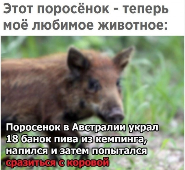 Завалялось тут случайно немного забавных картинок