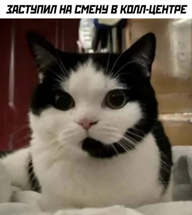 Веселые картинки в маленькую пятницу (16.07)