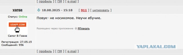 Нашествие гигантских ядовитых пауков-ос началось в России