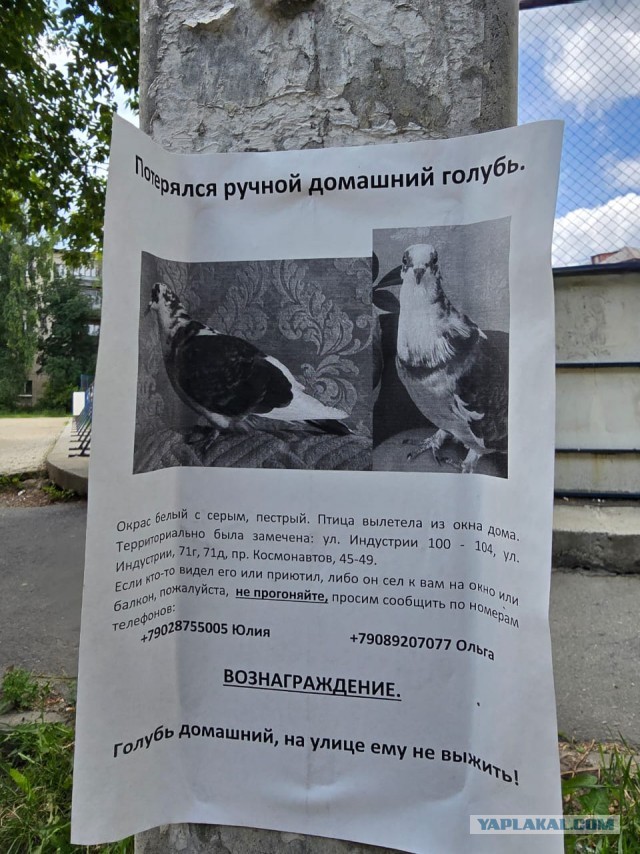 У нас на остановке объявление повесили