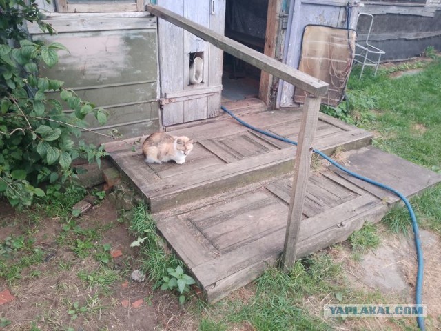 Жизнь домашнего приюта для котеек 556