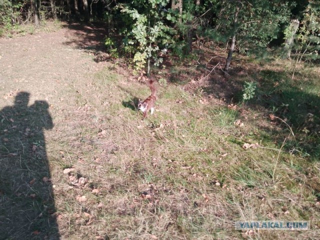 Жизнь домашнего приюта для котеек 558