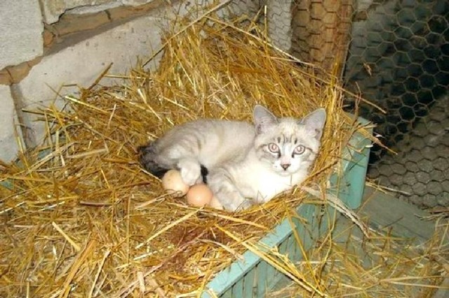 Картинки разные