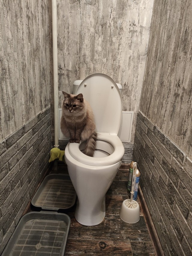 Кошковое