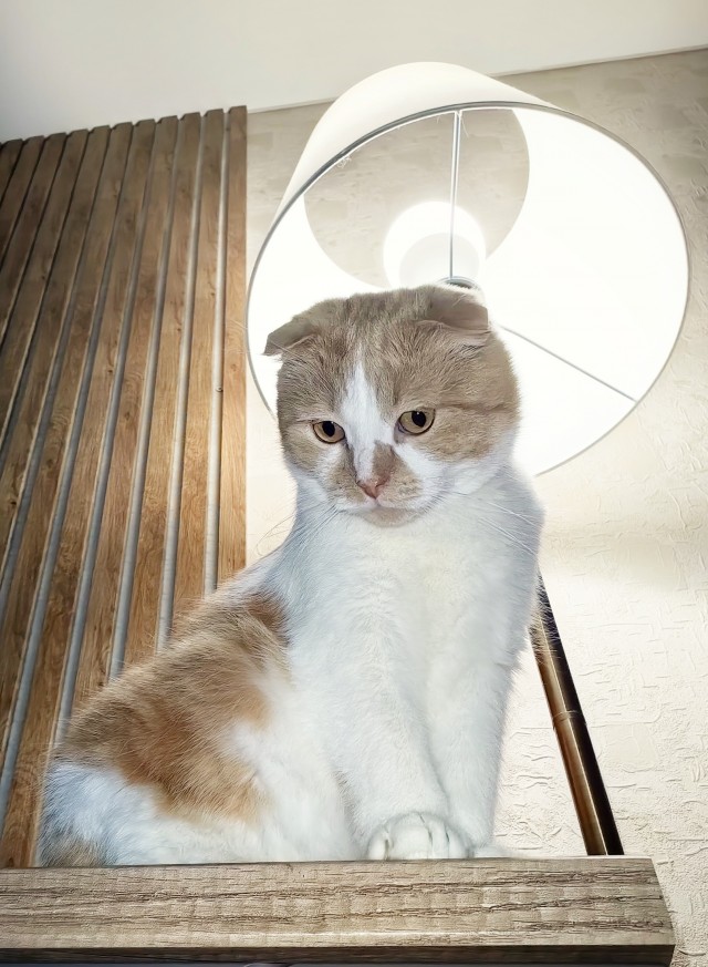 80 г => 3,1 кг (котовторник)