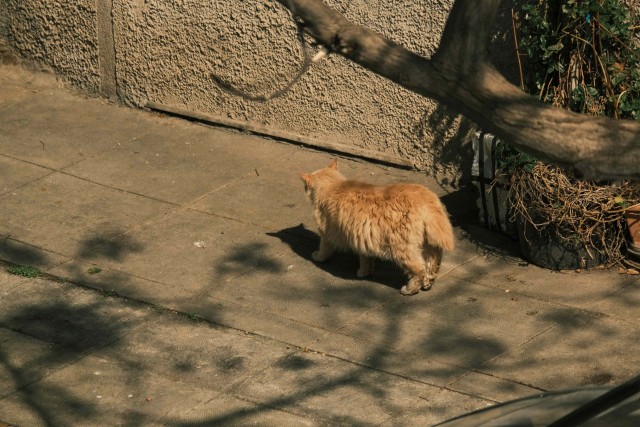 Котовторник из Палермо