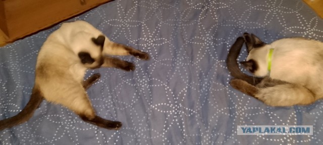Наши коты