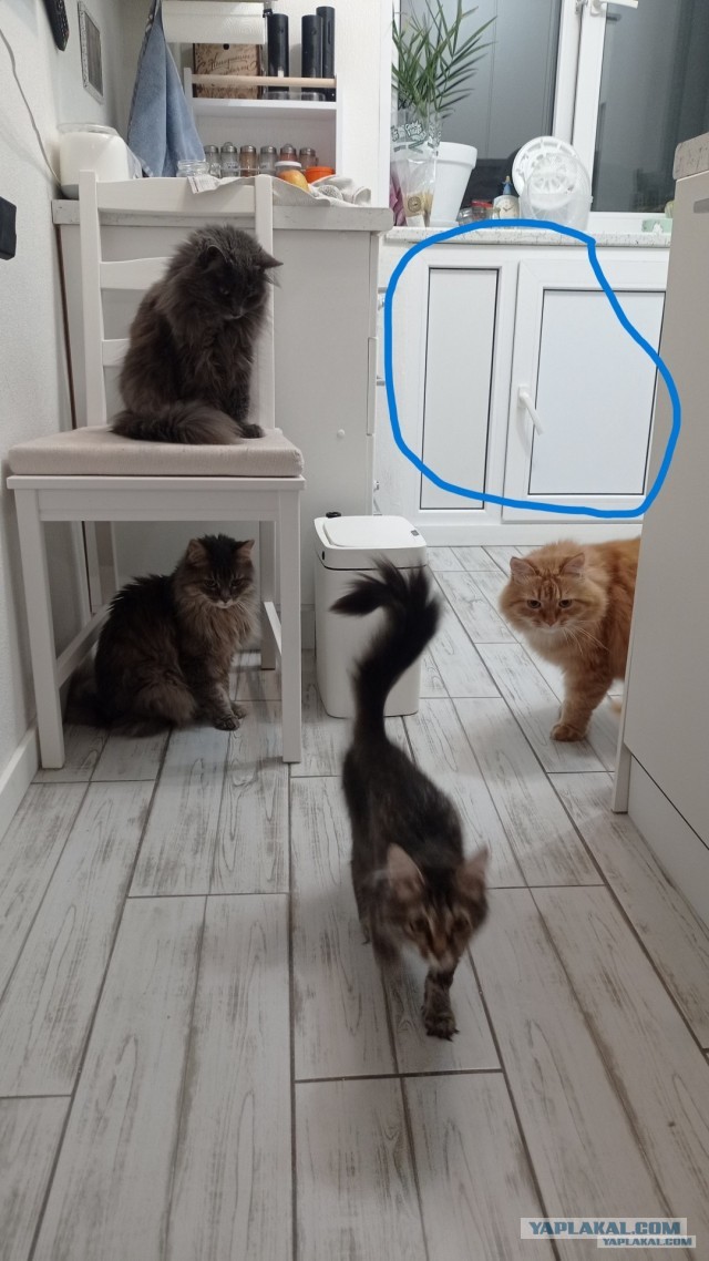 Жрац? Я первая! К котовторнику.
