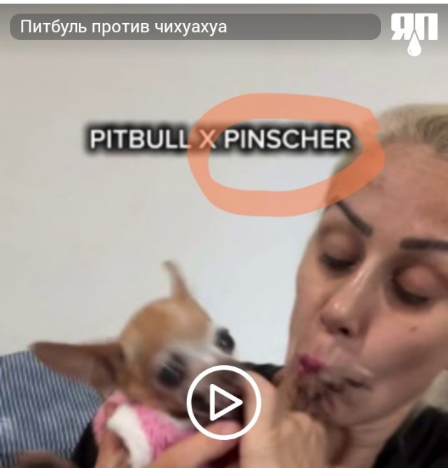 Питбуль против чихуахуа