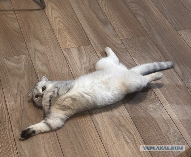 Тишкет... Котовторник...