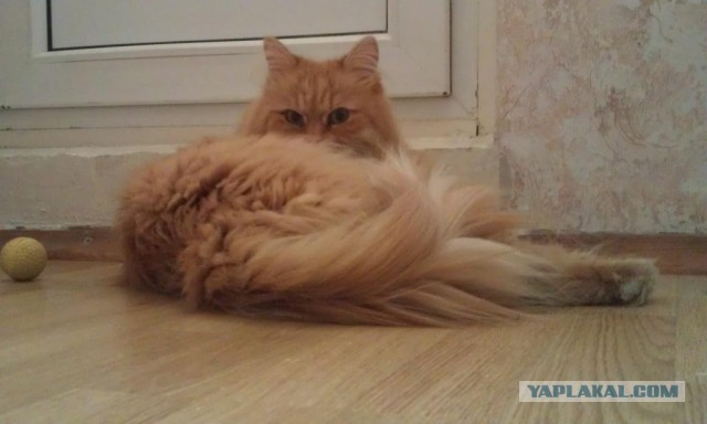Котовторник  30.07.2013