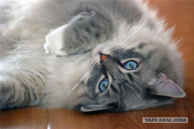 Миролюбивые кошаки Рэгдолл