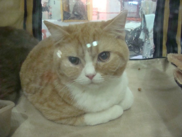 Выставка кошек. Котовторник