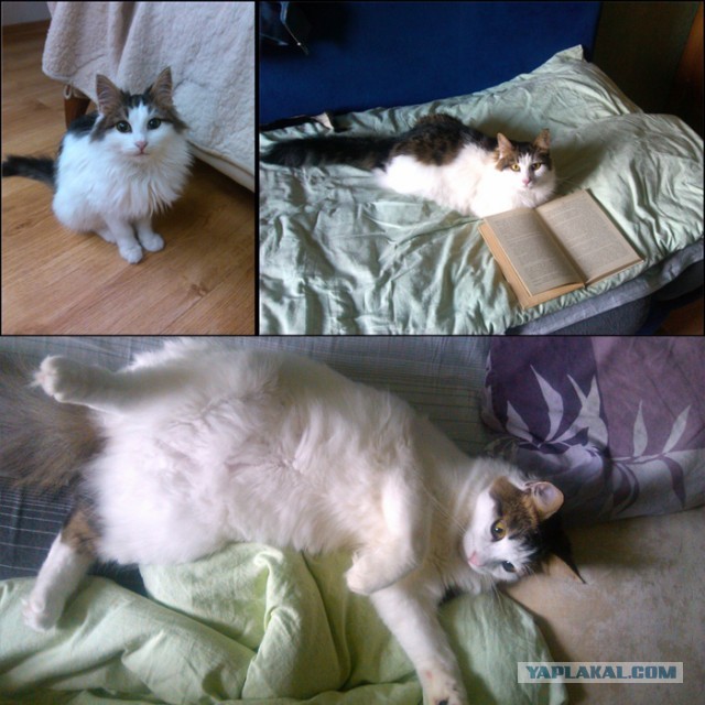 Коты и время