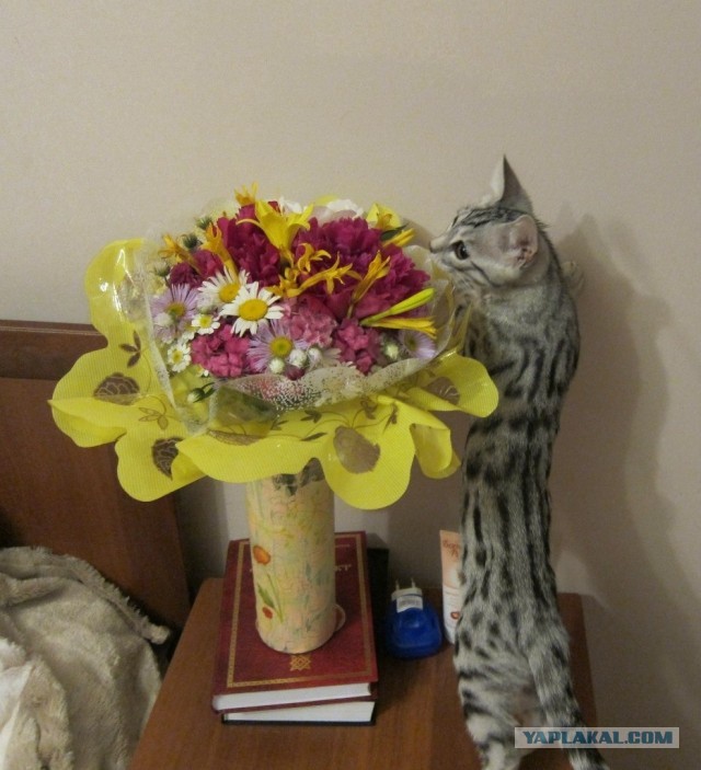 Котовторник 17.09.2013