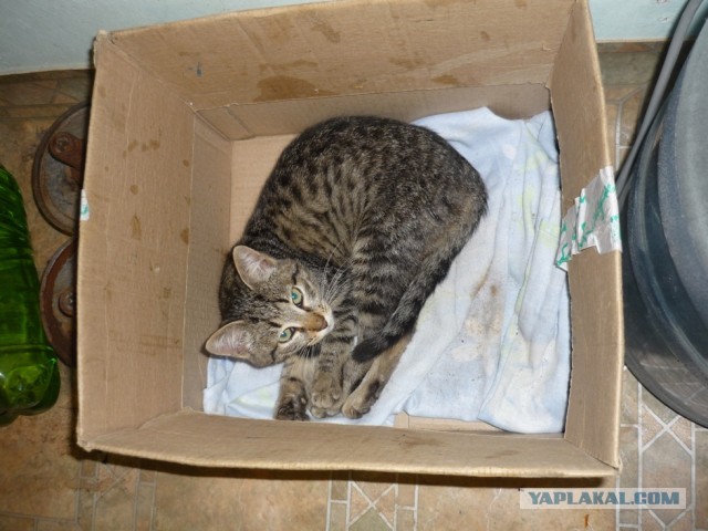 Котовторник 8.10.2013
