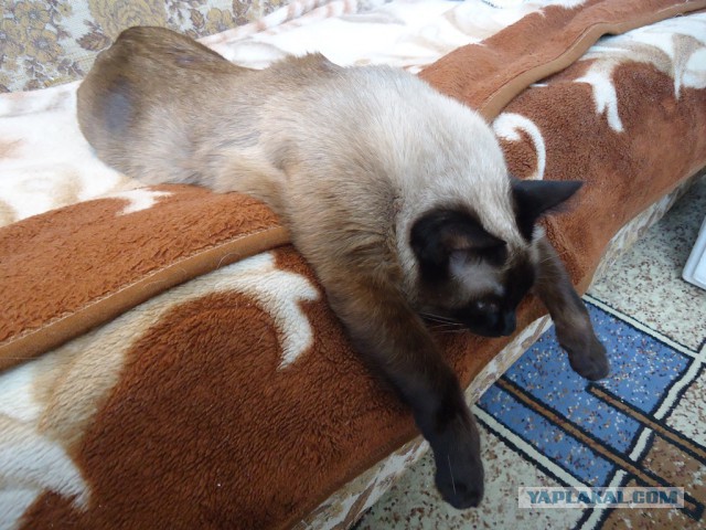Котовторник 25.02.2014