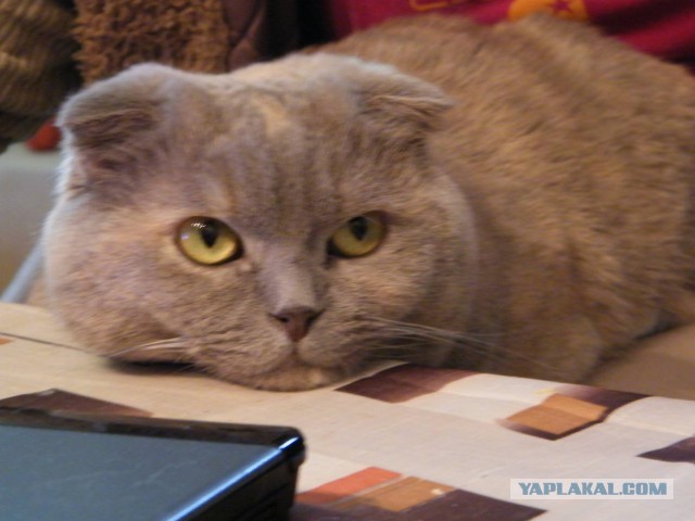 Котовторник 01.04.2014