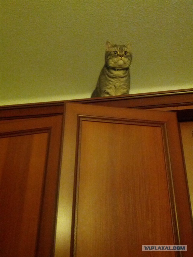 Котовторник 01.04.2014
