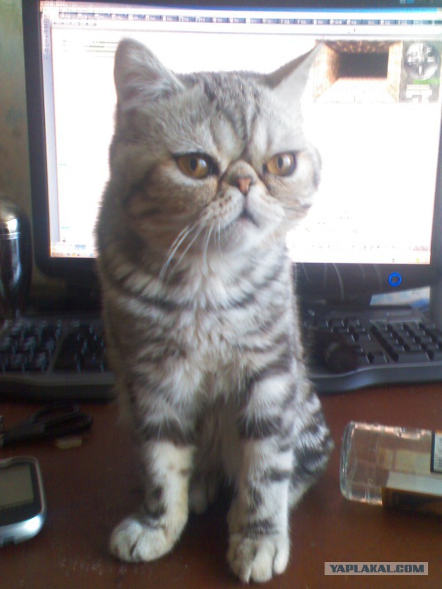 Котовторник 22.04.2014
