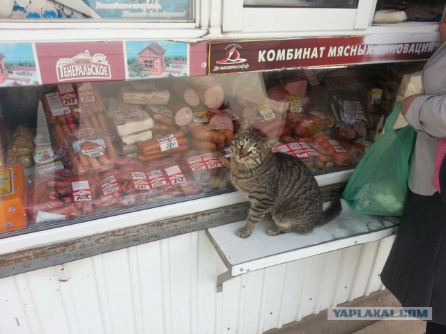 Котовторник 29.04.14.