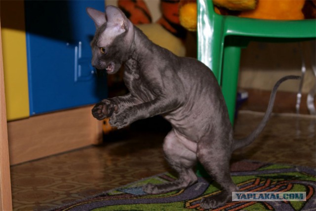 С Котовторником!