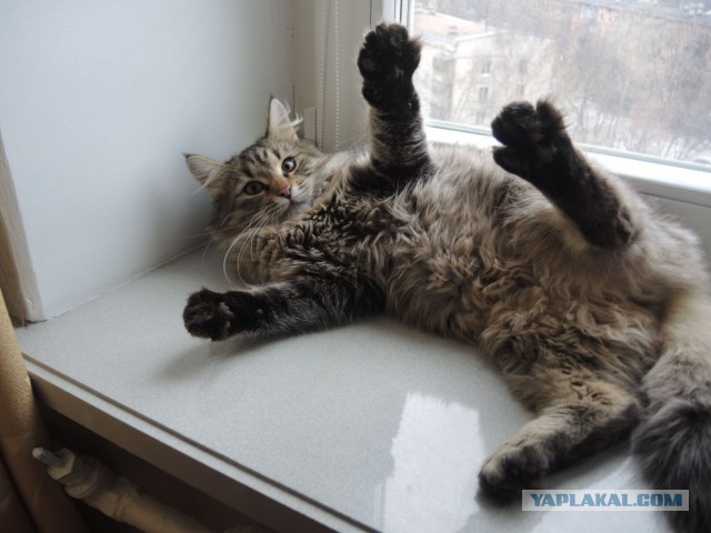Боитесь взять котенка с улицы или из приюта?