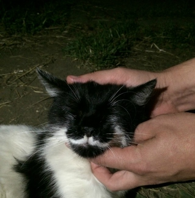 Котовторник 17.06.2014
