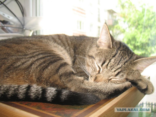 Котовторник 24.06.2014
