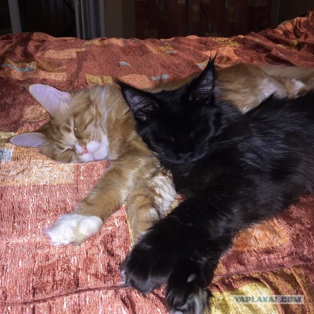 Котовторник 27.01.2015