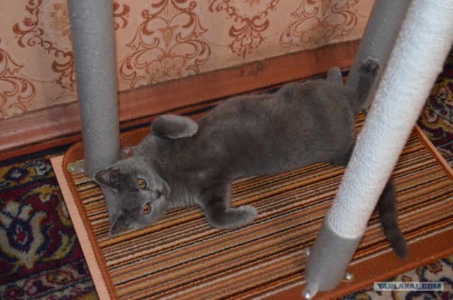 Кошкин дом