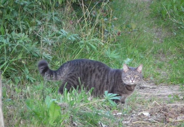 Котовторник 28.04.2015
