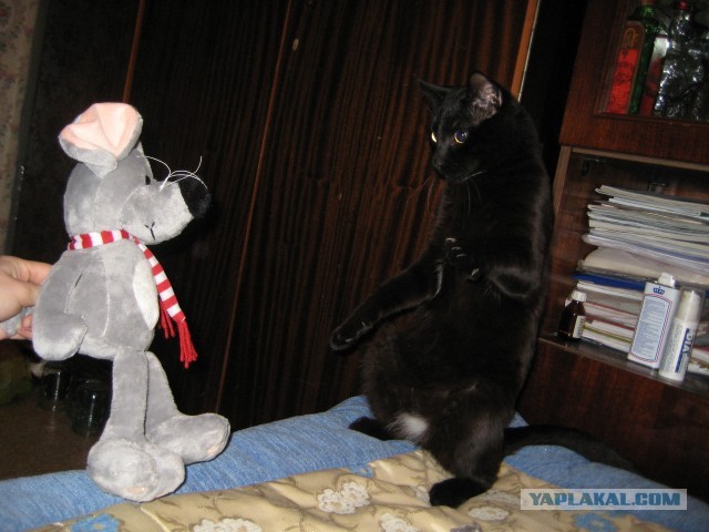 Котовторник 12.03.13