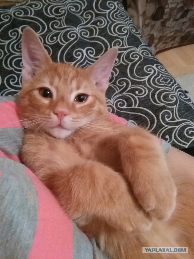 Котовторник 15.12.2015