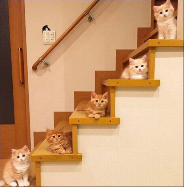 Коты, они - как люди!