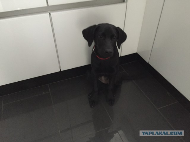 Собака охраняет котёнка