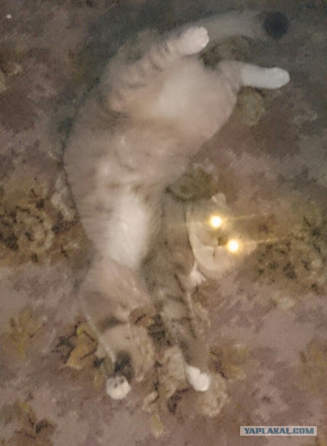Котовторник 23.02.2016