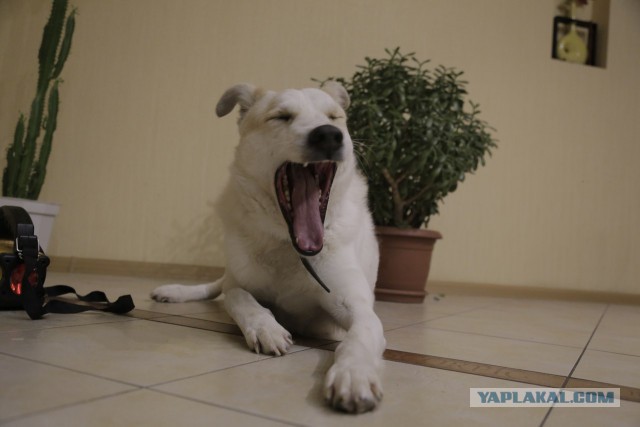 Будка для собаки своими руками.